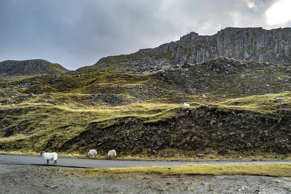 Sheep on single track road close to the ruins of Duntulm Castle, Isle of Skye - Scotland