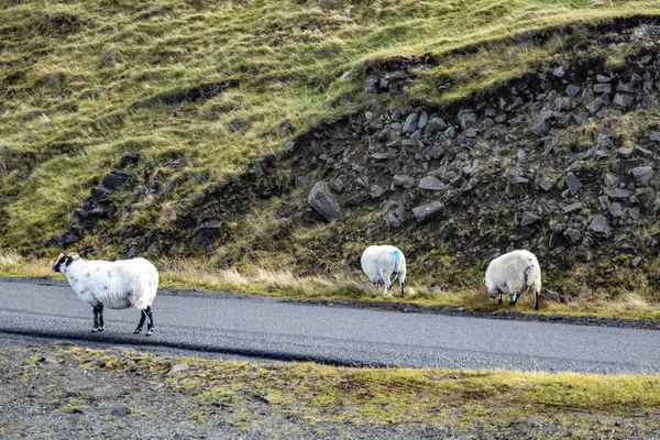 Ovelhas em estrada de via única perto das ruínas do Castelo de Duntulm, Ilha de Skye - Escócia — Fotografia de Stock