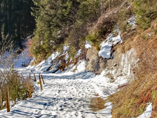 Camino en un bosque profundo de invierno - árboles cubiertos de nieve — Foto de Stock