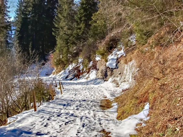 Camino en un bosque profundo de invierno - árboles cubiertos de nieve — Foto de Stock