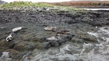 İskoçya - İngiltere'de mühür koloninin havadan görünümü