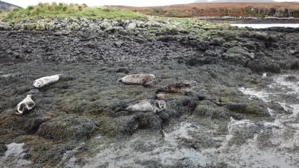 İskoçya - İngiltere'de mühür koloninin havadan görünümü — Stok video