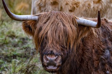 Yayla sığır - Bo Ghaidhealach - Heilan coo - İskoç bir sığır ırkı ile karakteristik uzun boynuzları ve Isle of Skye yağmurda, İskoçya Highlands üzerinde uzun dalgalı kat