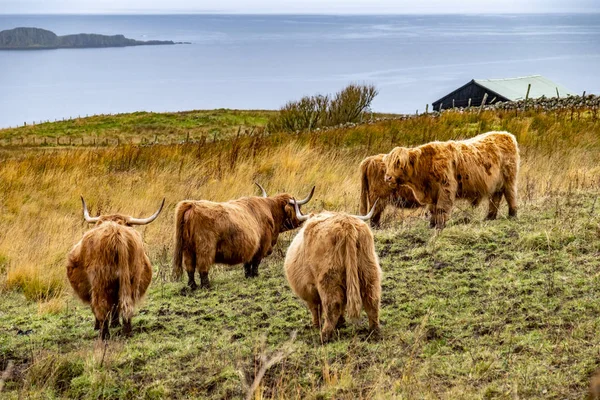 Highland cattle - Bo Ghaidhealach-Heilan coo - шотландская порода крупного рогатого скота с характерными длинными рогами и длинными волнистыми пальто на острове Скай под дождем, Высокогорье Шотландии — стоковое фото
