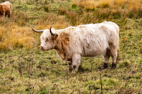 Ganado de las tierras altas - Bo Ghaidhealach -Heilan coo - una raza de ganado escocés con cuernos largos característicos y largos abrigos ondulados en la Isla de Skye bajo la lluvia, Highlands of Scotland — Foto de Stock