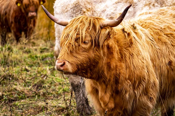 Bovini delle Highlands - Bo Ghaidhealach-Heilan coo - una razza bovina scozzese con corna lunghe caratteristiche e lunghi cappotti ondulati sull'Isola di Skye sotto la pioggia, Highlands of Scotland — Foto Stock