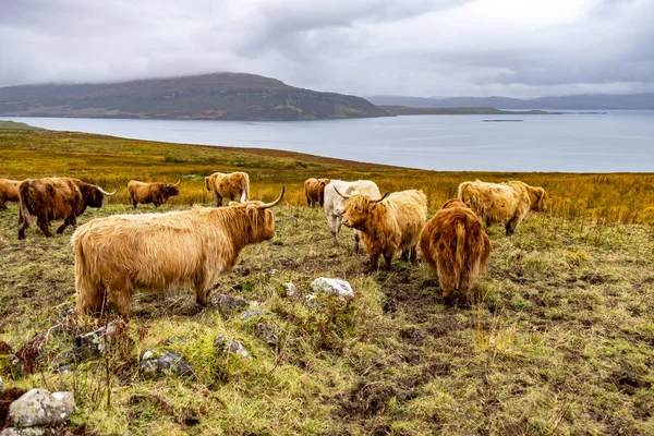 Highland cattle - Bo Ghaidhealach -Heilan coo - a Scottish cattle breed with characteristic long horns and long wavy coats on the Isle of Skye in the rain , Highlands of Scotland