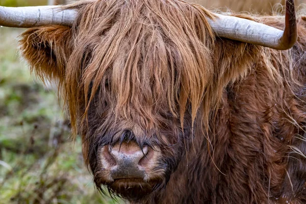 Highland cattle - Bo Ghaidhealach -Heilan coo - a Scottish cattle breed with characteristic long horns and long wavy coats on the Isle of Skye in the rain , Highlands of Scotland