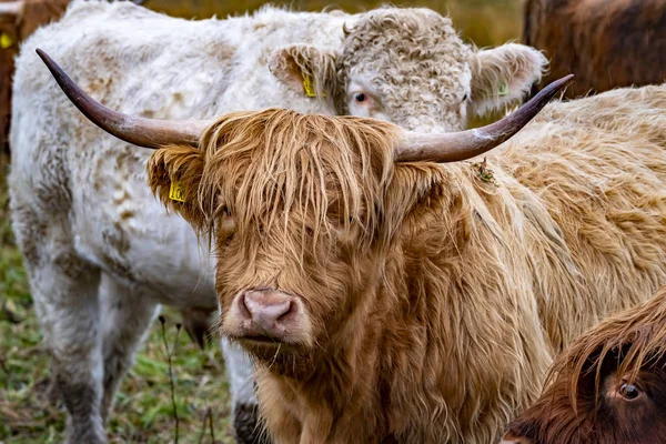 Ganado de las tierras altas - Bo Ghaidhealach -Heilan coo - una raza de ganado escocés con cuernos largos característicos y largos abrigos ondulados en la Isla de Skye bajo la lluvia, Highlands of Scotland —  Fotos de Stock