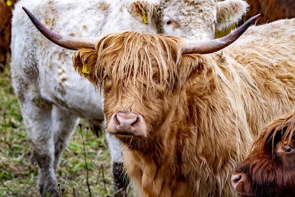 Ganado de las tierras altas - Bo Ghaidhealach -Heilan coo - una raza de ganado escocés con cuernos largos característicos y largos abrigos ondulados en la Isla de Skye bajo la lluvia, Highlands of Scotland —  Fotos de Stock