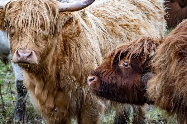 高地牛-bo ghaidhealche-healan coo-苏格兰牛品种与典型的长角和长波浪形外套在滑雪岛在雨中, 苏格兰的高地 — 图库照片