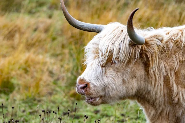 Ganado de las tierras altas - Bo Ghaidhealach -Heilan coo - una raza de ganado escocés con cuernos largos característicos y largos abrigos ondulados en la Isla de Skye bajo la lluvia, Highlands of Scotland — Foto de Stock