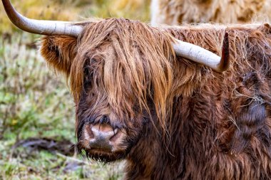 Yayla sığır - Bo Ghaidhealach - Heilan coo - İskoç bir sığır ırkı ile karakteristik uzun boynuzları ve Isle of Skye yağmurda, İskoçya Highlands üzerinde uzun dalgalı kat