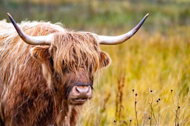 Yayla sığır - Bo Ghaidhealach - Heilan coo - İskoç bir sığır ırkı ile karakteristik uzun boynuzları ve Isle of Skye yağmurda, İskoçya Highlands üzerinde uzun dalgalı kat