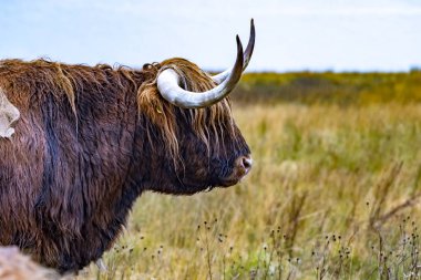 Yayla sığır - Bo Ghaidhealach - Heilan coo - İskoç bir sığır ırkı ile karakteristik uzun boynuzları ve Isle of Skye yağmurda, İskoçya Highlands üzerinde uzun dalgalı kat