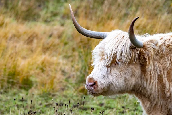 Bovini delle Highlands - Bo Ghaidhealach-Heilan coo - una razza bovina scozzese con corna lunghe caratteristiche e lunghi cappotti ondulati sull'Isola di Skye sotto la pioggia, Highlands of Scotland — Foto Stock