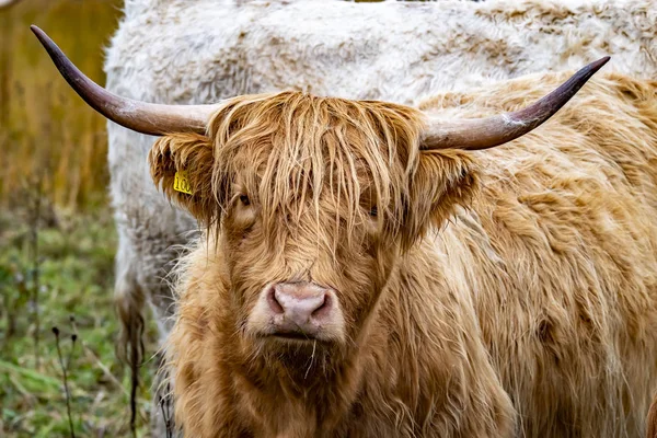 高地牛-bo ghaidhealche-healan coo-苏格兰牛品种与典型的长角和长波浪形外套在滑雪岛在雨中, 苏格兰的高地 — 图库照片