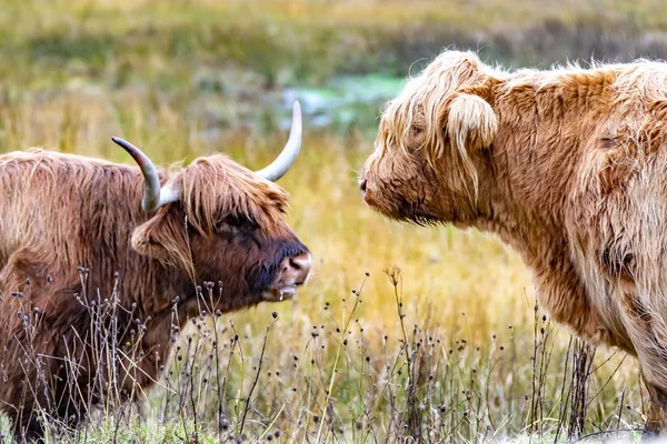 Highland cattle - Bo Ghaidhealach -Heilan coo - a Scottish cattle breed with characteristic long horns and long wavy coats on the Isle of Skye in the rain , Highlands of Scotland