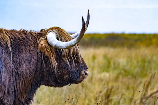 Highland boskap - Bo Ghaidhealach - Heilan coo - en skotska nötkreatur rasen med karakteristiska långa horn och lång vågig rockar på Isle of Skye i regnet, skotska högländerna — Stockfoto