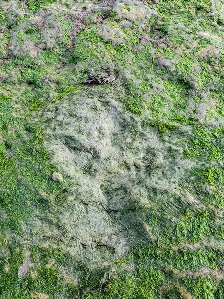 Stopy dinosaura na ostrově Skye — Stock fotografie