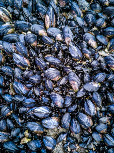 Кластер Mussels frsh на шотландській береговій лінії — стокове фото