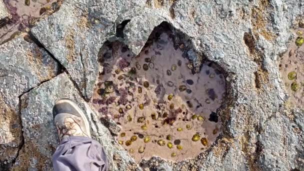 Huella de dinosaurio rara del sitio de pista dominado por saurópodos de Rubha nam Brathairean, Brothers Point - Isla de Skye, Escocia — Vídeo de stock