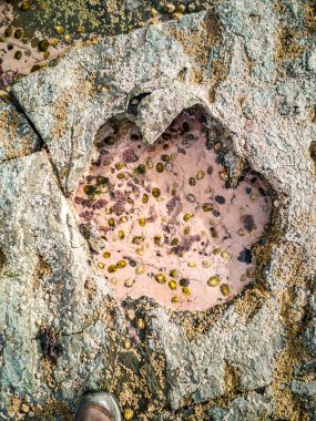Nadir dinozor ayak izi Rubha nam Brathairean, kardeşler noktası - Isle of Skye, İskoçya gelen Dashanpu'daki-egemen tracksite
