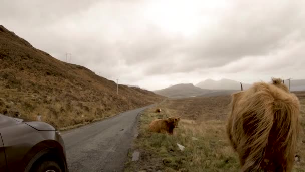 Schottische Hochlandrinder neben einspuriger Straße auf der Insel Skye - Schottland — Stockvideo