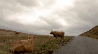 Isle of Skye - İskoçya yolda tek parça yanında İskoç yayla sığır