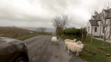 Isle of Skye - İskoçya yolda tek parça yanında İskoç koyun