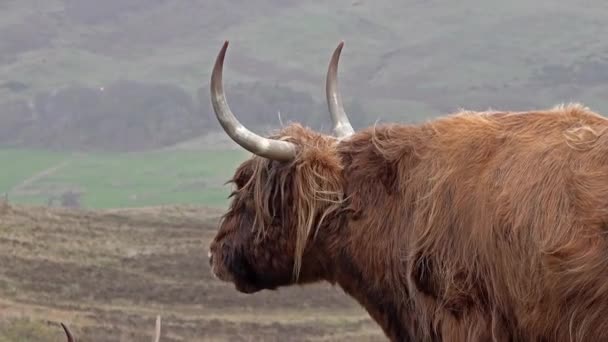 Bovinos das terras altas escoceses ao lado da estrada de via única na Ilha de Skye - Escócia — Vídeo de Stock