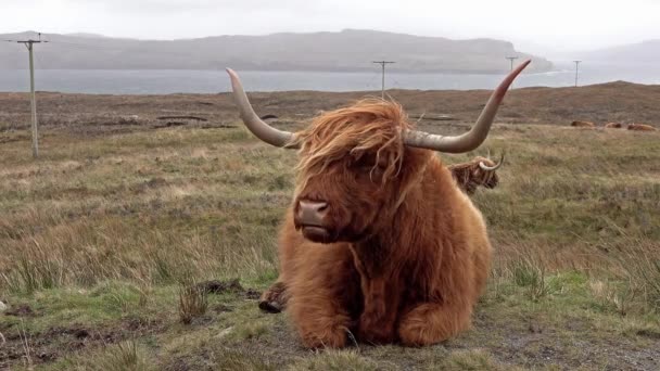 Шотландський Highland Худоби Поруч Одноколійній Дорозі Острів Скай Шотландія Великобританія — стокове відео