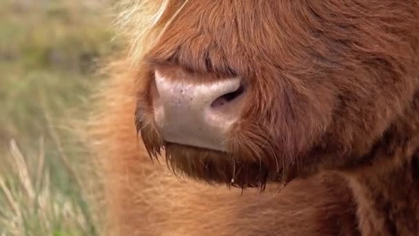 Bovinos das terras altas escoceses ao lado da estrada de via única na Ilha de Skye - Escócia — Vídeo de Stock