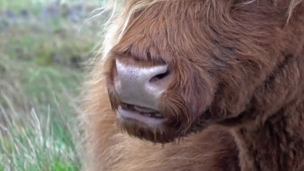 Шотландський highland худоби поруч із одноколійній дорозі на острів Скай - Шотландії — стокове відео