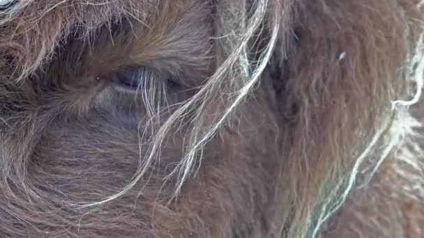 Skót highland szarvasmarha egyvágányú út a a Skye-sziget - Skócia — Stock videók
