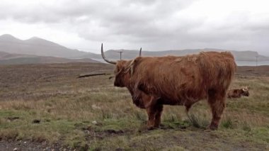 Isle of Skye - İskoçya yolda tek parça yanında İskoç yayla sığır