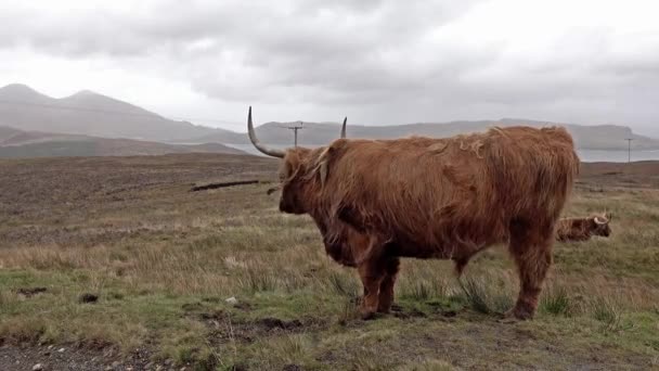 Шотландський highland худоби поруч із одноколійній дорозі на острів Скай - Шотландії — стокове відео