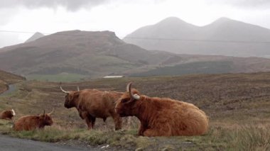 Isle of Skye - İskoçya yolda tek parça yanında İskoç yayla sığır