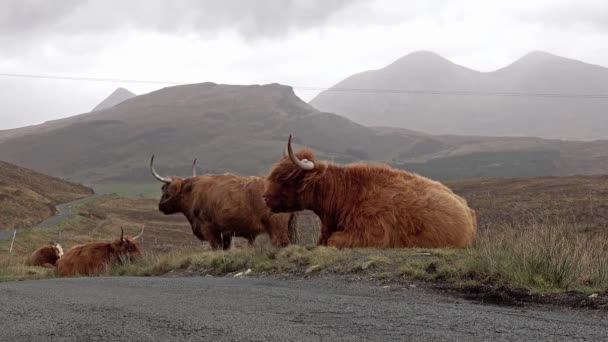 Schotse highland koeien naast één spoor weg op het eiland Skye - Schotland — Stockvideo