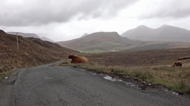 Isle of Skye - İskoçya yolda tek parça yanında İskoç yayla sığır