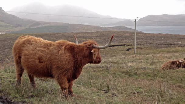 Schotse highland koeien naast één spoor weg op het eiland Skye - Schotland — Stockvideo