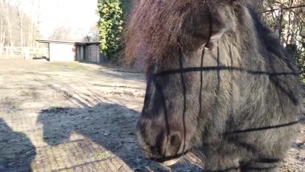 Primo piano delle Shetland Pony nel cortile sul retro — Video Stock