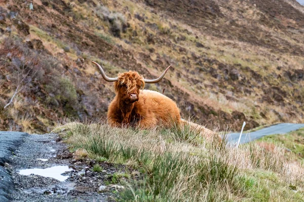 Az út mellett, Isle of Skye szőrös skót highlanders - skót Felföldi marha- — Stock Fotó