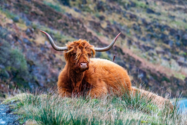 Hairy Scottish Highlander - Highland cattle - next to the road, Isle of Skye