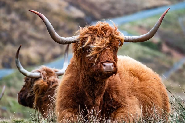 Hairy Scottish Highlander - Ganado de las tierras altas - junto a la carretera, Isla de Skye — Foto de Stock