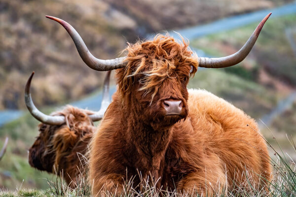 Hairy Scottish Highlander - Highland cattle - next to the road, Isle of Skye