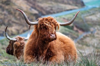 Kıllı İskoç Highlander - yayla sığır - road, Isle of Skye yanındaki
