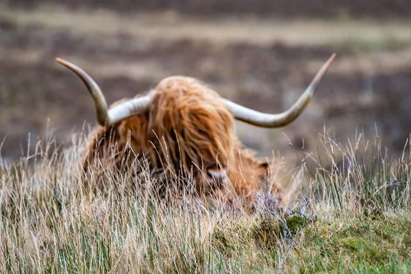 Campo con peloso sfocato Highlander scozzese sullo sfondo - Bovini delle Highland - vicino alla strada, Isola di Skye — Foto Stock