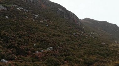 Genç bebek tırmanma geyik içinde doğal peyzaj içinde İskoçya tepe