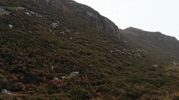 Молодий дитини олень сходження підсапують у мальовничий краєвид в Шотландії — стокове відео